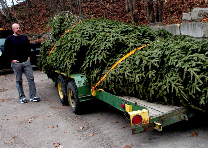 Waterville Parks and Recreation Director Matt Skehan surveys a 30-foot fir tree on Tuesday that was donated to the city and will be trimmed and installed Friday in Castonquay Square in Waterville.