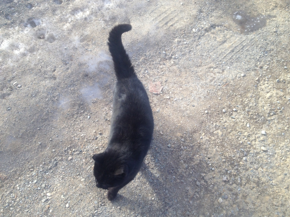 A friendly jet-black cat roamed the yard Saturday at 211 North Dixmont Road in Troy. The house is the home of Miranda Hopkins who was arrested Friday and charged with murder in the death of her baby, Jaxson Hopkins.