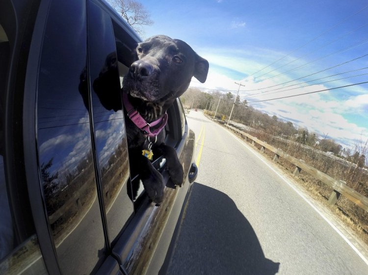 Rep. Jim Handy, D-Lewiston, says he submitted his bill at the request of a constituent who worries about the safety of animals in vehicles, like Belle, shown in 2015. "I think it is worthy of discussion," Handy said.