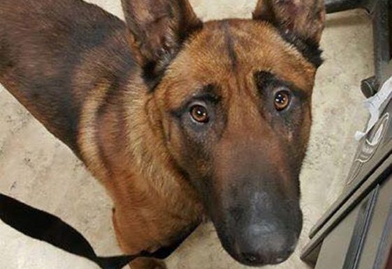 The Fairfield Police Department posted this photo in January on its Facebook page showing its new police dog, a nearly 2-year-old named Rex.