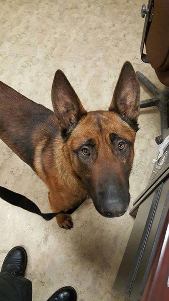 The Fairfield Police Department posted this photo in January on its Facebook page showing its new police dog, a nearly 2-year-old named Rex. The dog has since been returned to the Rhode Island company that provided it after the untrained police dog bit the infant daughter of the officer who was to handle it.