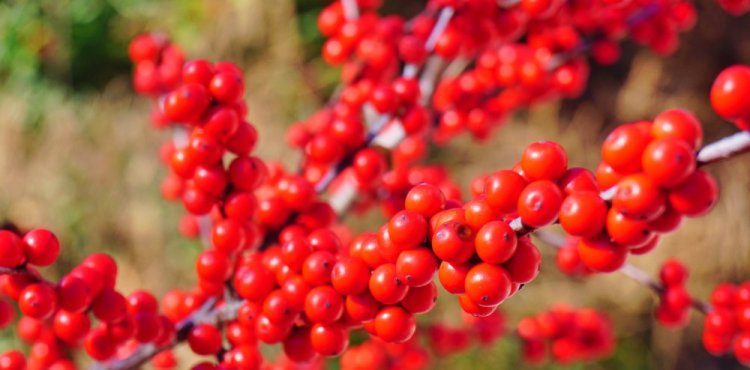 WInterberry, for seasonally flooded landscapes.