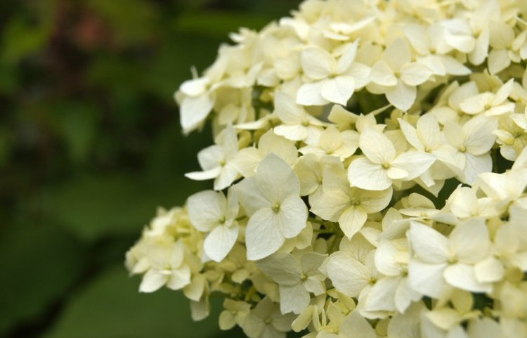 Hydrangeas have been popular garden plants for generations.