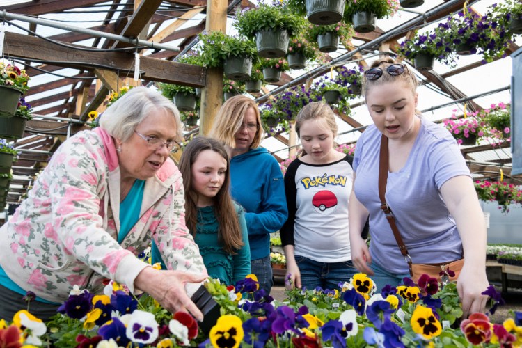 A visit to Longfellow's Greenhouse in Manchester is a generational experience for Carol Haskell, left, of Bryant Pond, as the family selects pansies on Sunday from a wide variety. Haskell is joined by her daughter and grandchildren for an annual spring visit. Second left to right are, Ella Akers, 10, of Andover, Crystal Rowley, of Lisbon Falls, and her daughter's: Molly, 12, and Bridget, 16.