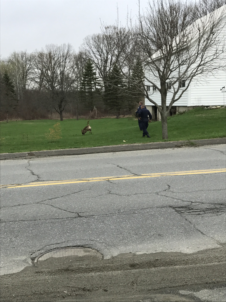 A dog unit was brought to the scene where the final suspect in a string of car burglaries was caught Friday in Winslow. Police said the man was discovered shirtless.