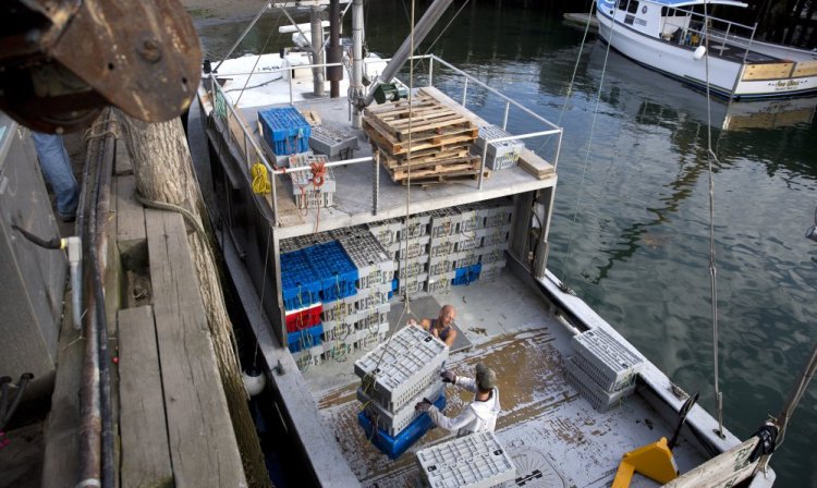 Scott Clark and Thomas Kunn of Fox Island Lobstering help unload union-caught lobster at the Rockland fishing pier. 