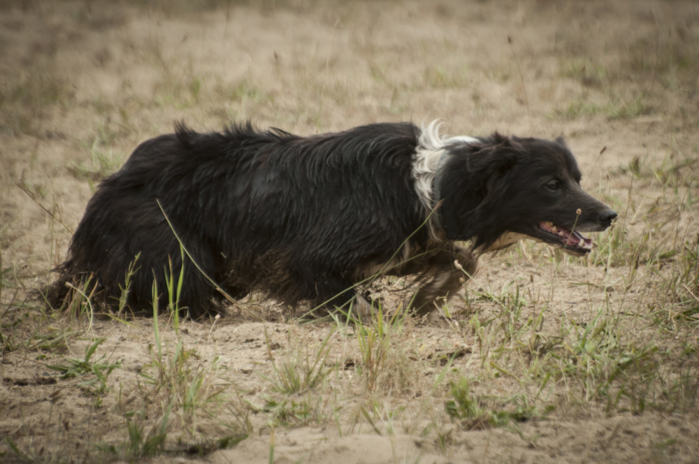 Nuala the border collie races to herd sheep during a demonstration Saturday at the Monmouth Fair. Nuala is owned by Joe Grady, of Harpswell.