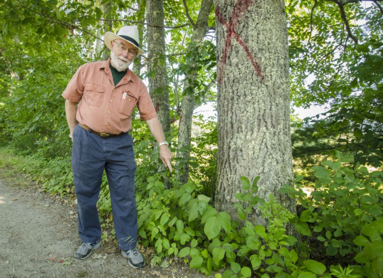 Whitefield Selectman Frank Ober points Monday to the where a tree is growing close to the edge of Hollywood Boulevard in Whitefield. The town marked trees with an X to show they are proposed for removal.