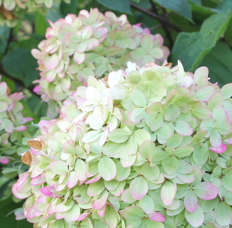 Limelight hydrangea