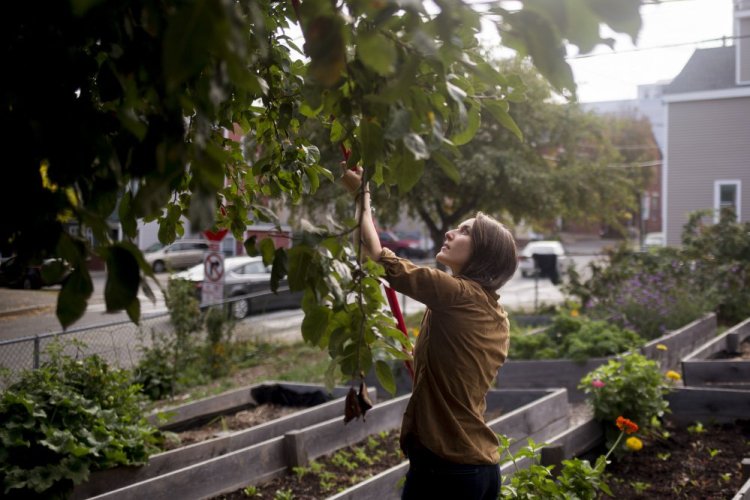 Kayla Blindert gleans apples from a tree in the Cultivating Communities garden on Oxford Street.