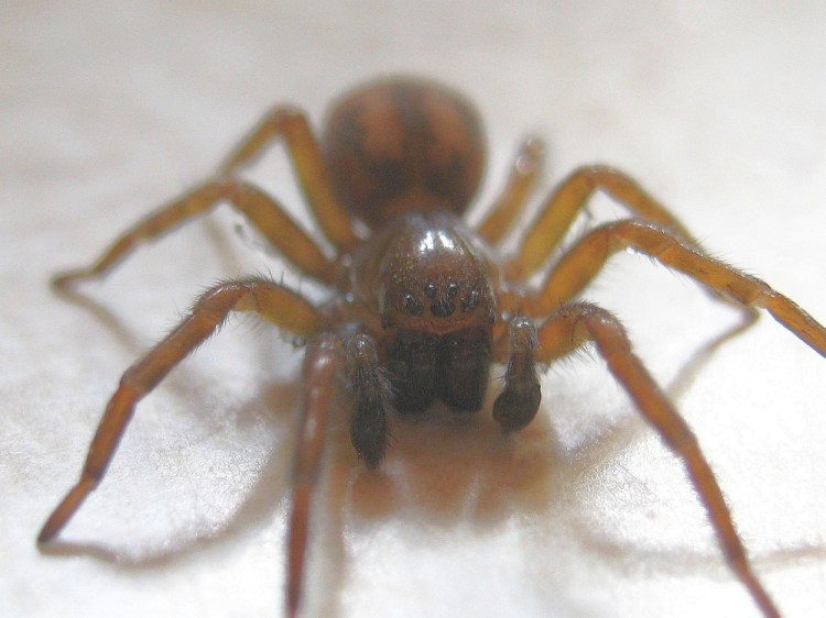 A male hackledmesh weaver, Amaurobius ferox, watches warily from the kitchen counter in Troy.