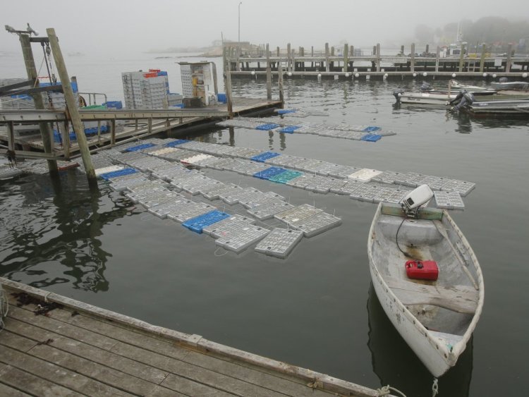 Crates full of lobsters float off the docks of the Stonington Lobster Co-Op last year. The co-op, in the heart of Maine's lobstering capital, says its catch is down about 25 percent this season. In 2016, Maine broke records for annual catch – more than 130 million pounds – and industry value.