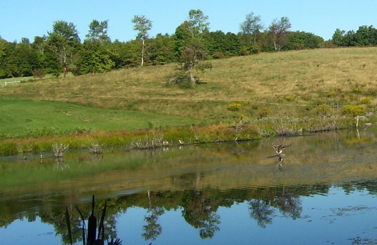 A duck rises from an autumn pond in Troy.