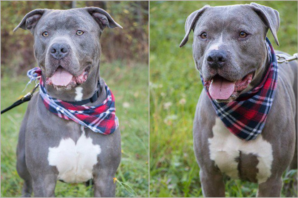 Kole, left, and Bentley, right, are two pit bulls owned by Danielle Jones and have been ordered to be put to death by the state's courts. Jones says both dogs got loose while on a walk with her minutes after the Supreme Court upheld an euthanasia order against the dangerous pit bulls.