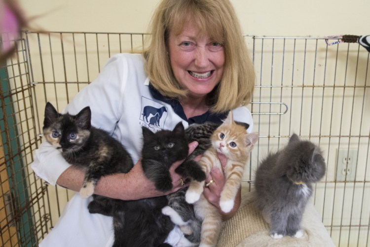 Lisa Smith, director of the Humane Society Waterville Area, holds an armload of kittens at the shelter's Webb Road location in Waterville on Aug. 15. Smith resigned as the shelter's director late Thursday.