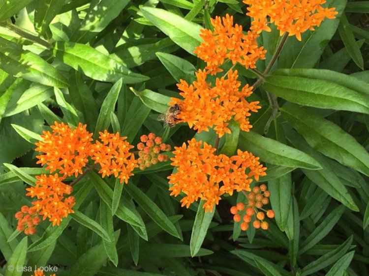 Butterfly milkweed