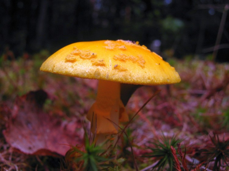 An Amanita mushroom in Troy.