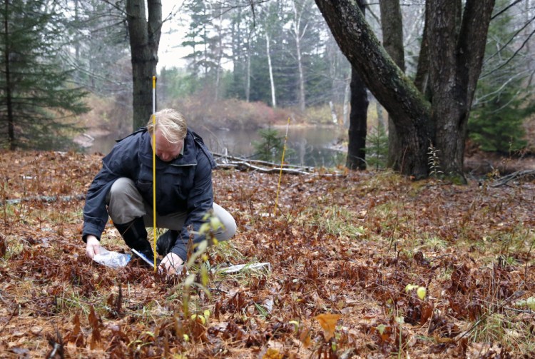 Chuck Lubelczyk, a scientist with the Maine Medical Center Research Institute, adds live ticks to a containment vessel at a research site in Cape Elizabeth last fall. Scientists hoped for a cold winter so that new data could be compared to the previous two years.