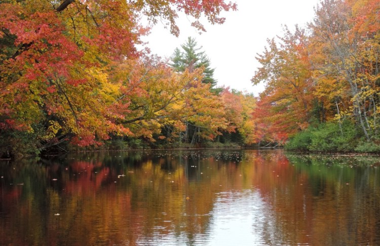 A proposal calls for allowing fish passage — alewives and eels — into Sheepscot Pond in Palermo, but the Joint Standing Committee on Marine Resources' 8-3 vote in a work session on Wednesday might delay such action.