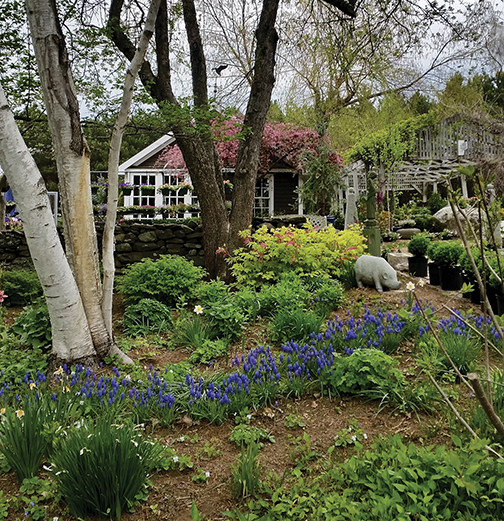 Although deer can decimate a carefully-tended flower garden overnight, gardeners shouldn’t despair that their hard work is destined to fail.  Area greenhouses like Fieldstone Gardens in Vassalboro, have plenty of perennials and annuals that deer will shun.  Experienced growers agreed, though, that deer will nibble on almost any plant when they are really hungry. Fieldstone Gardens contributed photo