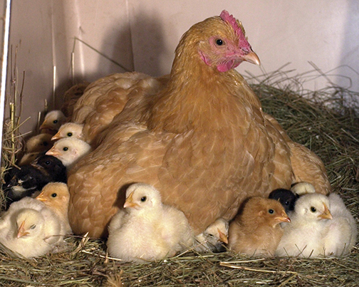 Raising chickens for meat, eggs or simply for enjoyment requires owners’ care and attention for a flock to thrive. If starting with baby chicks, start with a disinfected, dry, draft-free area and spread two to three inches of litter, preferably wood shavings. Sean Ball, manager of the Paris Farmers Union in Newport, said warmth is critical for these little ones. Paris Farmers Union offers excellent handbooks, including Storey’s Guide to Raising Chickens, with instructions for shelter, food, health care, breeds and anatomy. Photo contributed by 
Newport Paris Farmers Union
