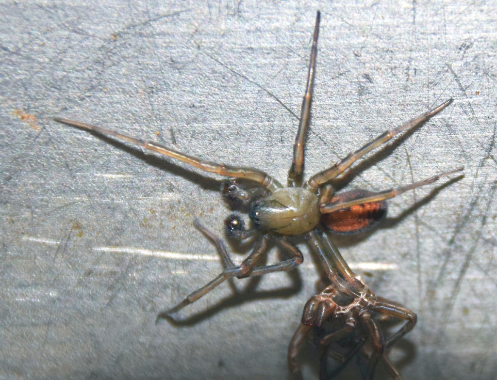 A hackledmesh weaver slowly completes the last molt of his life, just about ready to seek a mate.