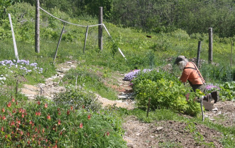 At Rebel Hill Farm in Liberty, Peter Beckford harvests year-old Vernonia to sell.