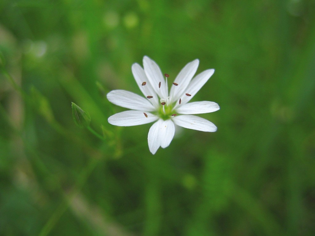 A lesser stitchwort blossom.