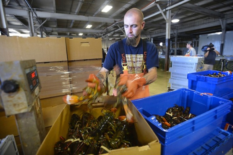 Justin Sylvester packs lobsters at Ready Seafood in Portland in September 2012. The company is now Maine's largest lobster processor and dealer.