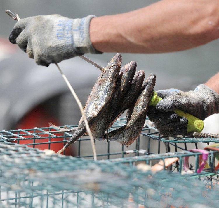 Cuts in the herring quota may make new kinds of bait attractive but they could introduce disease, parasites or invasive species.