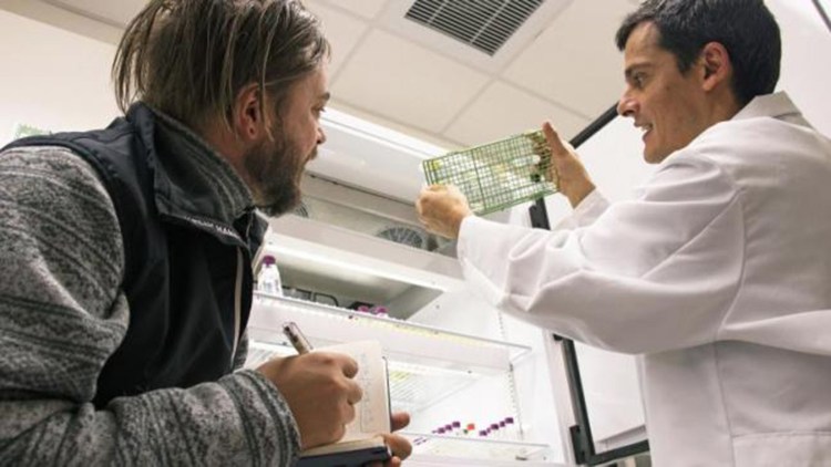 Scientist Joaquίn Martίnez Martίnez shows artist Justin Levesque vials of marine algae infected with viruses at Bigelow Laboratory for Ocean Sciences in East Boothbay. As a visiting artist-in-residence at the nonprofit research laboratory, Levesque recently began working to gain inspiration for an art exhibit that is planned for  2019. 