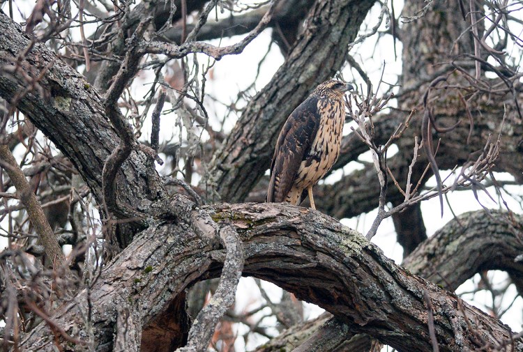 A great black hawk perched in a tree in Deering Oaks Park in Portlnd Thursday, November 29, 2018. The great black hawk is native to Central and South America. 