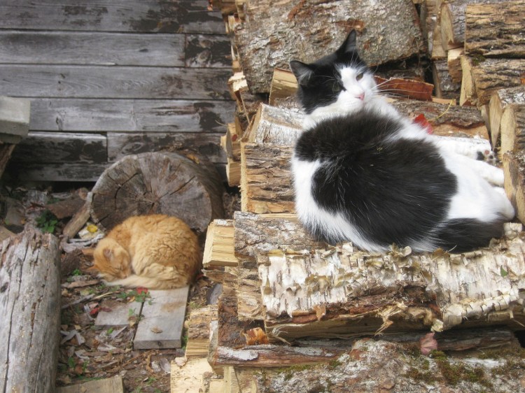 Brian, left, and Panda sleeping in the September sun in Troy. When the birds are gone, where, then, is paradise?