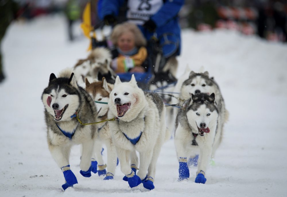 Iditarod_03376