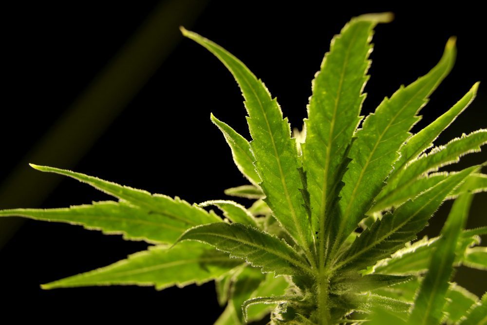 Marijuana_Legalization_Landscape_27570