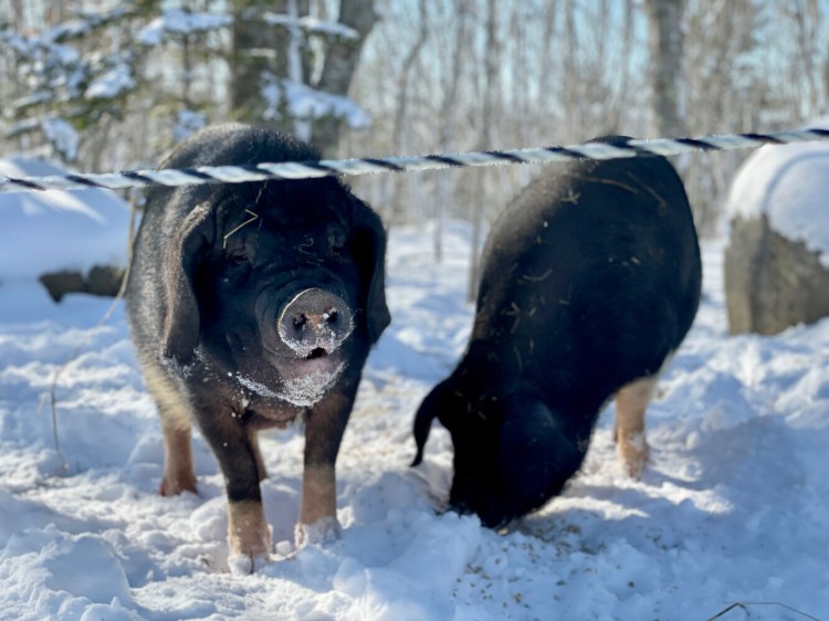 Heirloom Meishan pigs at Roaring Lion Farm in Sedgwick. 