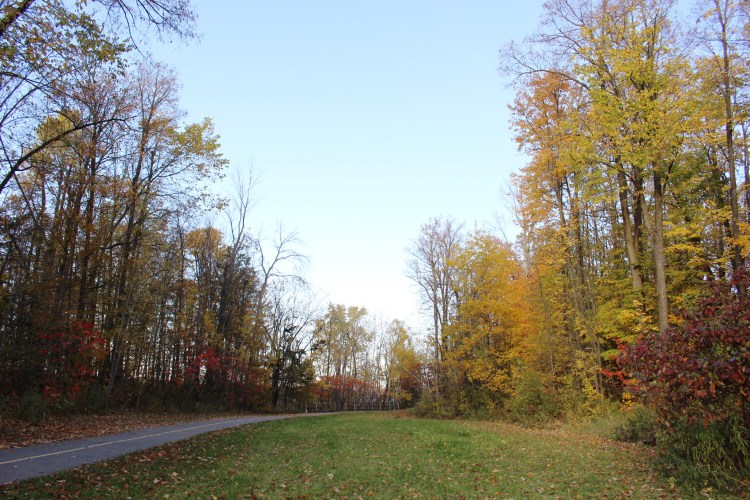 Forest edges are critical parts of the landscape for wildlife. They can offer food, nesting materials and shelter to many types of animals, and the choices you make in your own backyard can help. 