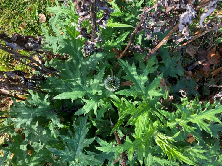 Globe thistle leafing out and reblooming in a Portland garden on Nov. 7. The dead stems in the back are from the perennial's first round over the summer. The unusually warm fall has led a number of plants to rebloom. Or, given climate change, maybe we need to stop saying "unusually" warm?